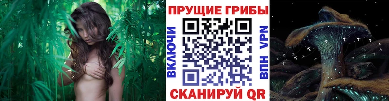 Псилоцибиновые грибы Psilocybe площадка официальный сайт Карачев
